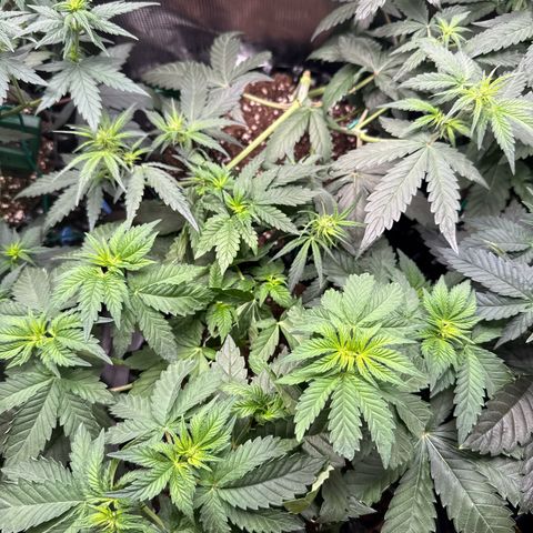 Gorilla Melon growlog timeline photo