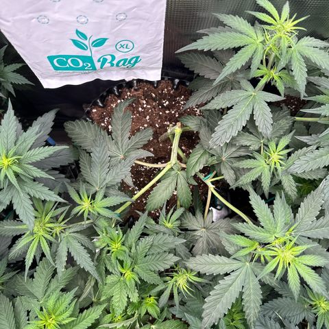 Fat Banana growlog timeline photo