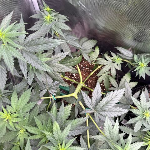 Special Kush #1 growlog timeline photo