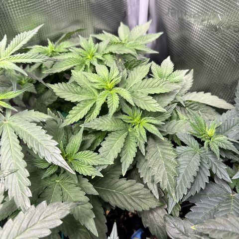 Rainbow Melon growlog timeline photo