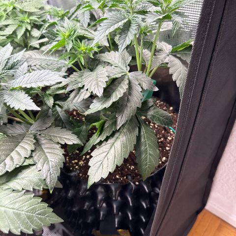 Gorilla Melon growlog timeline photo