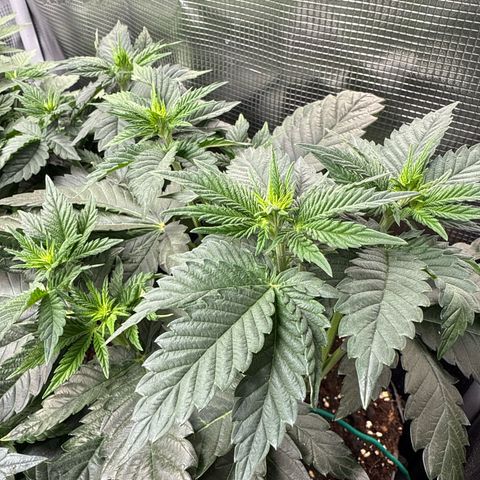 Gorilla Melon growlog timeline photo