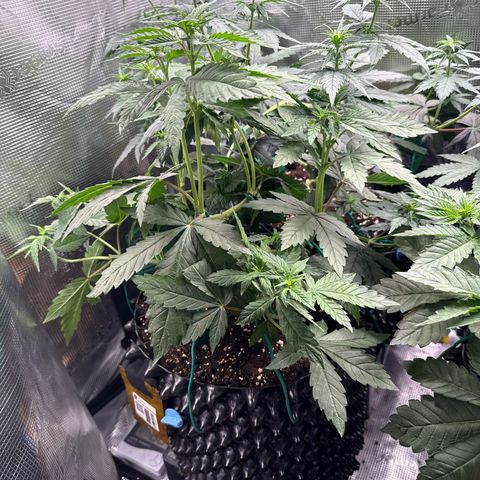 Lemonpaya growlog timeline photo