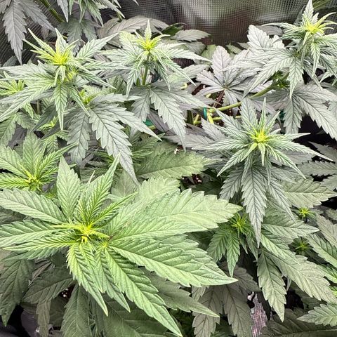 Lemonpaya growlog timeline photo