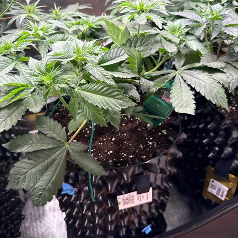 Gorilla Melon growlog timeline photo