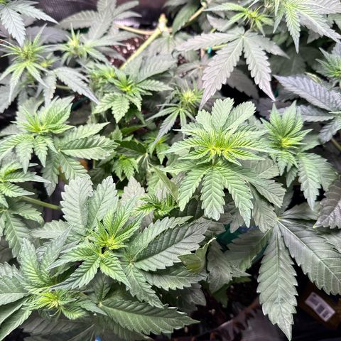 Gorilla Melon growlog timeline photo