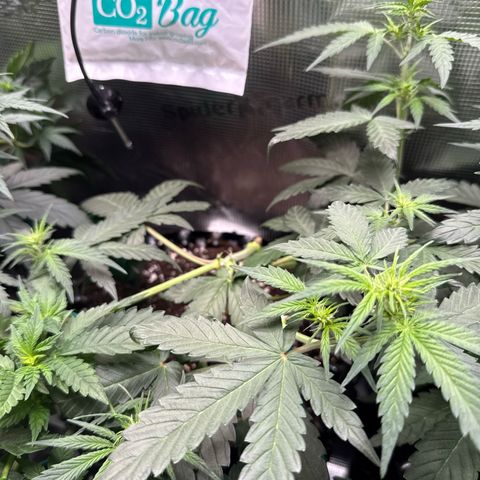 Fat Banana growlog timeline photo