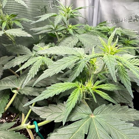 Fat Banana growlog timeline photo