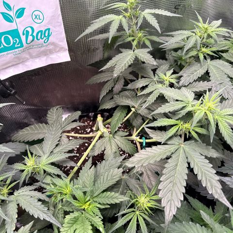 Fat Banana growlog timeline photo