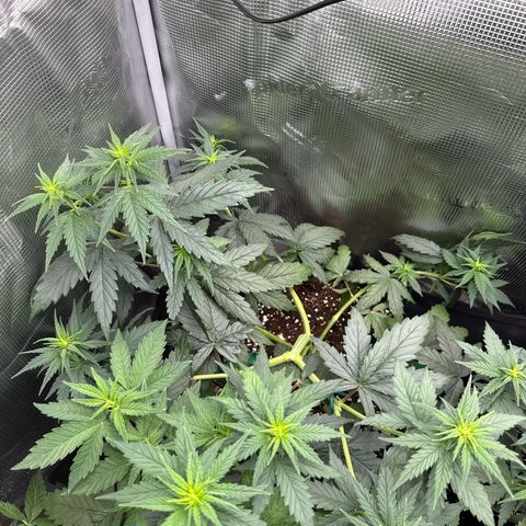 Special Kush #1 growlog timeline photo
