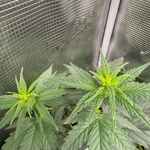 Special Kush #1 growlog timeline photo