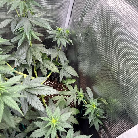 Special Kush #1 growlog timeline photo