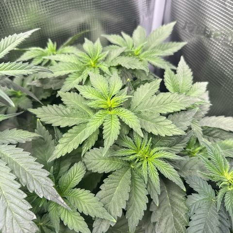 Rainbow Melon growlog timeline photo