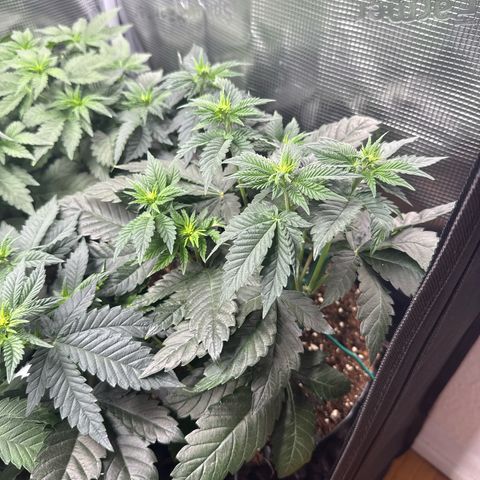 Gorilla Melon growlog timeline photo
