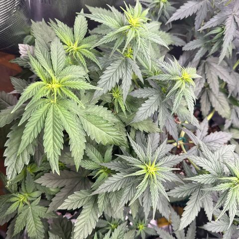 Lemonpaya growlog timeline photo