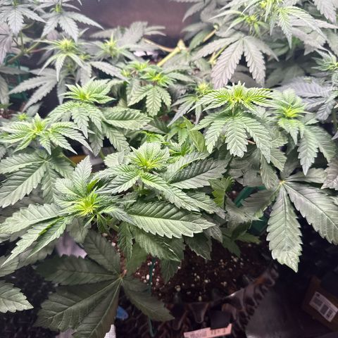 Gorilla Melon growlog timeline photo