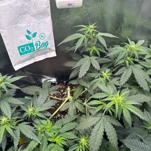 Fat Banana growlog timeline photo