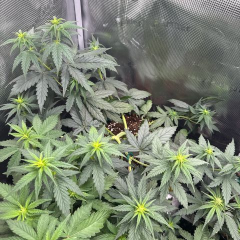 Special Kush #1 growlog timeline photo