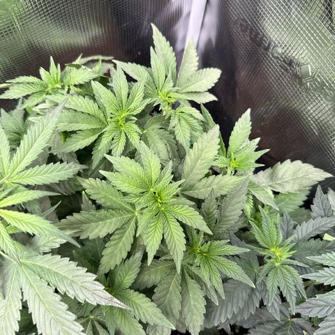 Rainbow Melon growlog timeline photo