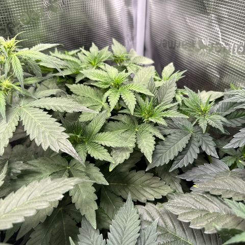 Rainbow Melon growlog timeline photo