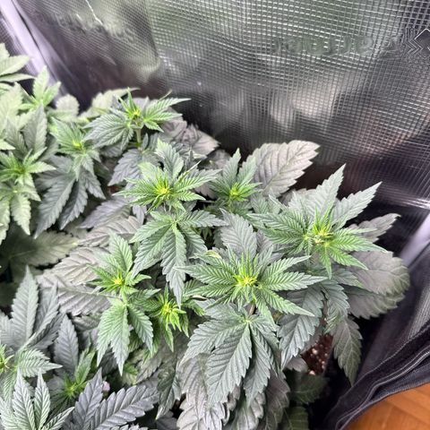 Gorilla Melon growlog timeline photo