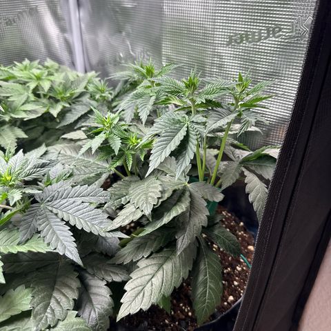 Gorilla Melon growlog timeline photo
