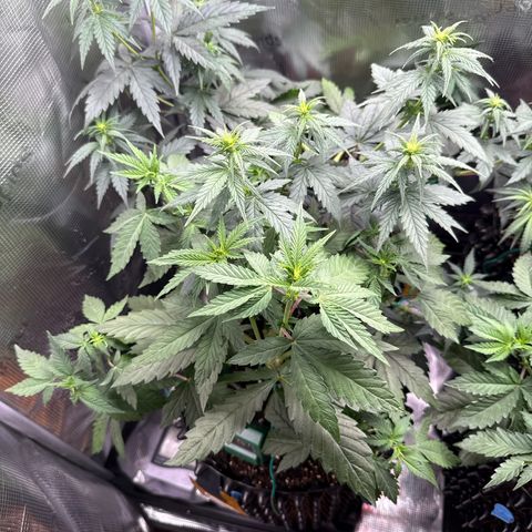 Lemonpaya growlog timeline photo