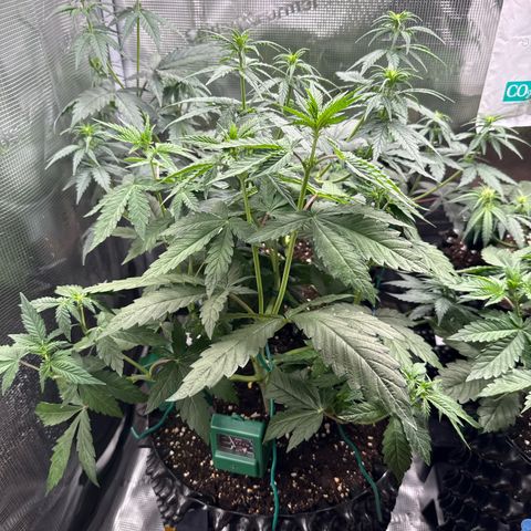 Lemonpaya growlog timeline photo