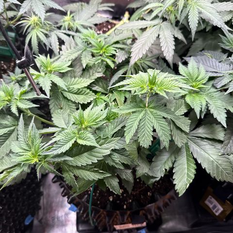 Gorilla Melon growlog timeline photo