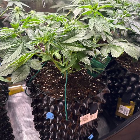 Gorilla Melon growlog timeline photo