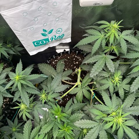 Fat Banana growlog timeline photo