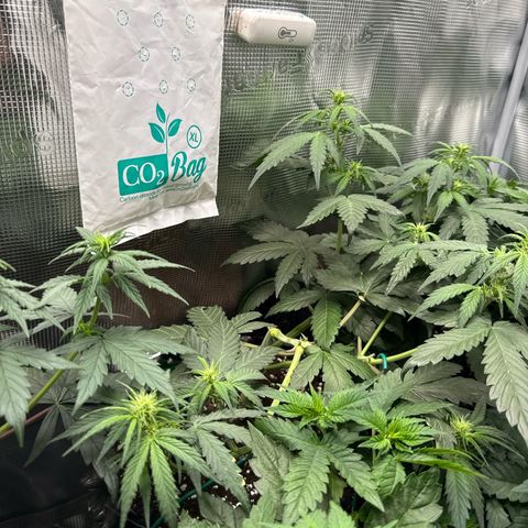 Fat Banana growlog timeline photo