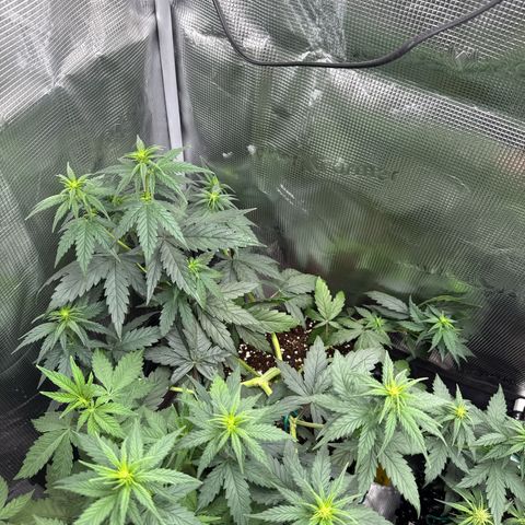Special Kush #1 growlog timeline photo