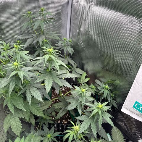 Special Kush #1 growlog timeline photo
