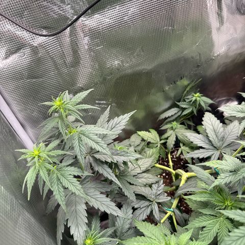 Special Kush #1 growlog timeline photo