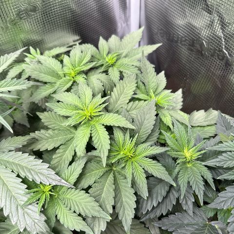Rainbow Melon growlog timeline photo