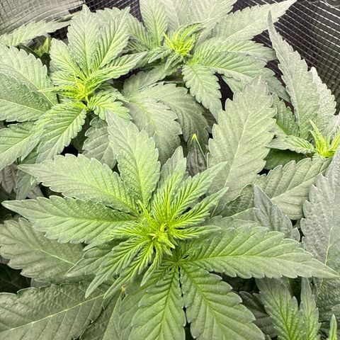 Rainbow Melon growlog timeline photo