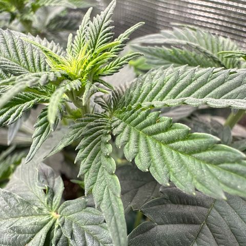 Gorilla Melon growlog timeline photo