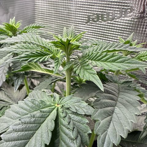 Gorilla Melon growlog timeline photo