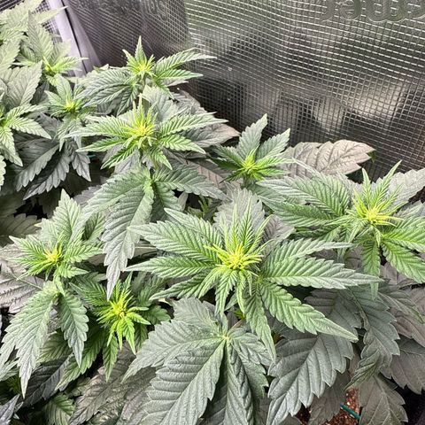 Gorilla Melon growlog timeline photo