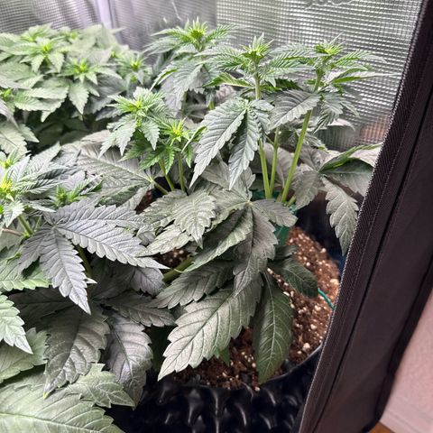Gorilla Melon growlog timeline photo