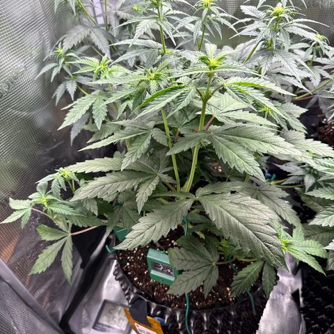 Lemonpaya growlog timeline photo