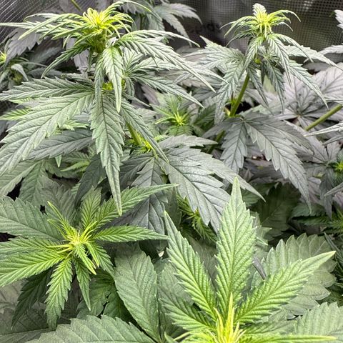 Lemonpaya growlog timeline photo