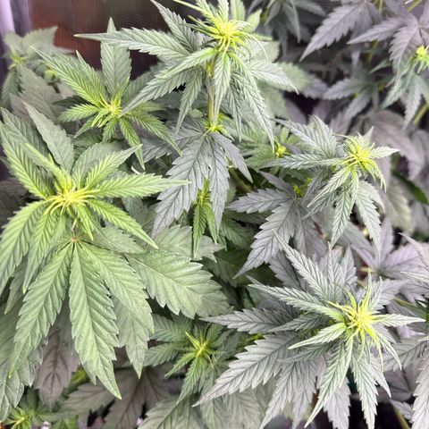 Lemonpaya growlog timeline photo