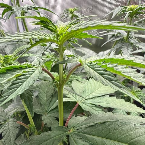 Lemonpaya growlog timeline photo