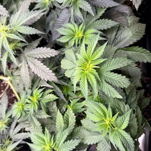 Gorilla Melon growlog timeline photo