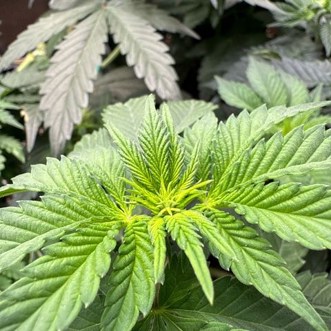 Gorilla Melon growlog timeline photo