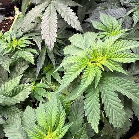 Gorilla Melon growlog timeline photo