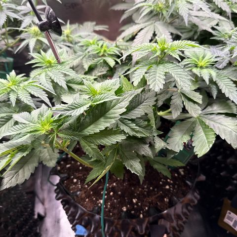 Gorilla Melon growlog timeline photo