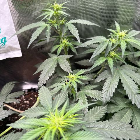 Fat Banana growlog timeline photo